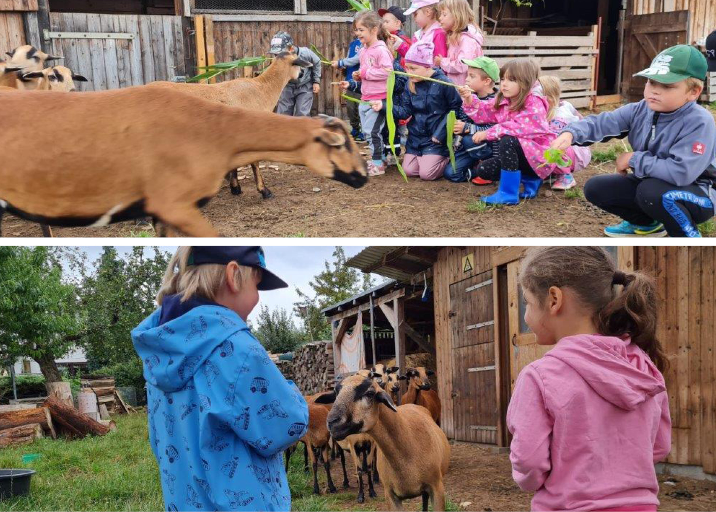 DRK-Kita Bunte Welt: Besuch auf dem Bauernhof