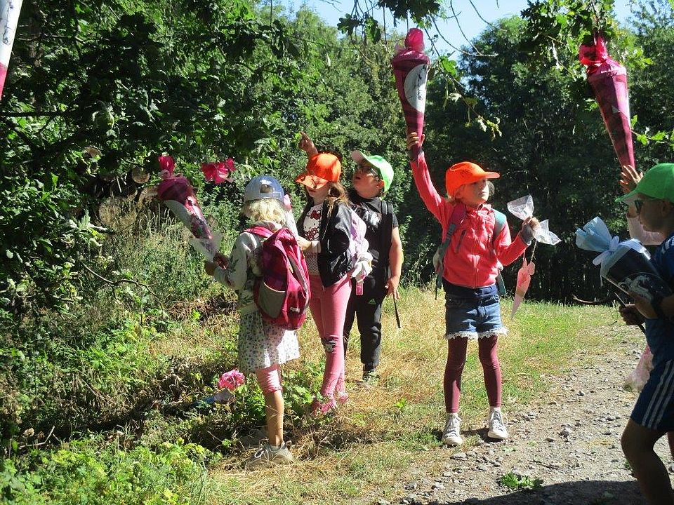 Der Zuckertütenbaum ist erntereif